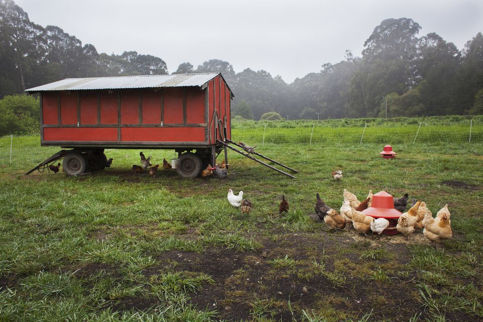 Top 10 Tips for Building a Chicken Coop