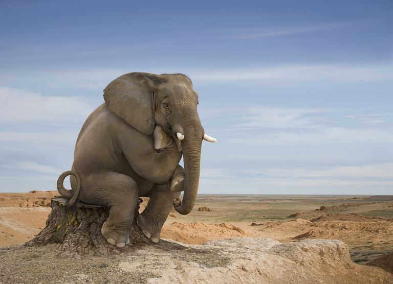 10 Facts About Elephants