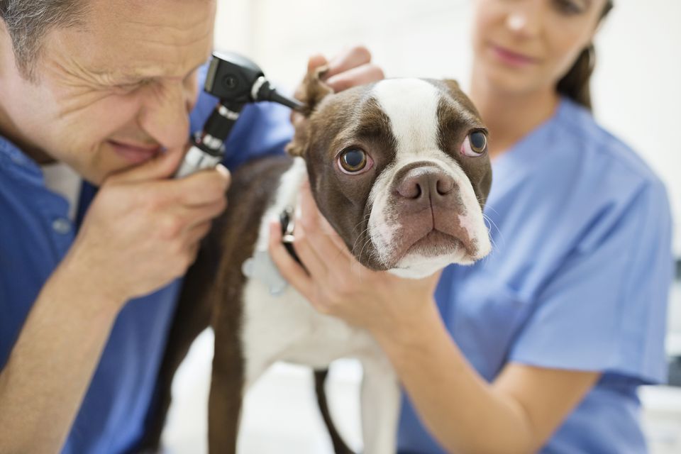 Veterinarians examining dog in vet's surgery