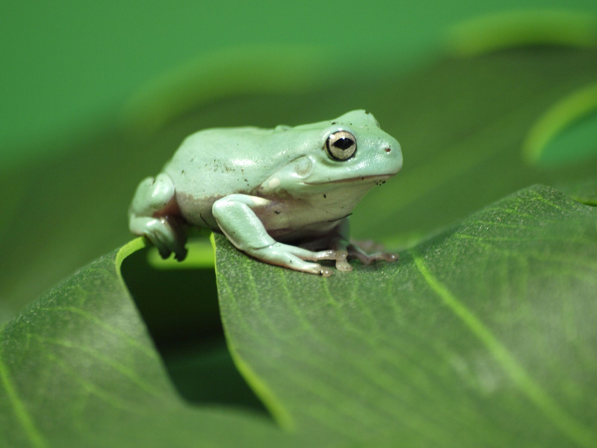 A Guide to Caring for Pet White�s Tree Frogs