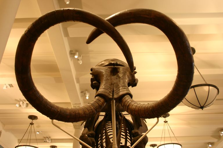 Mammoth