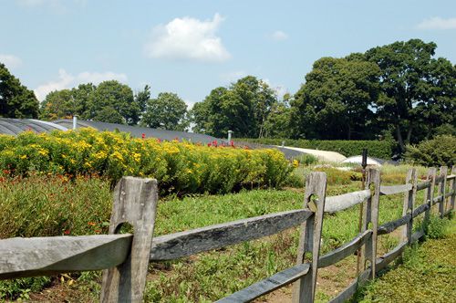 Visit White Flower Farm Plant Nursery White Flower Farm