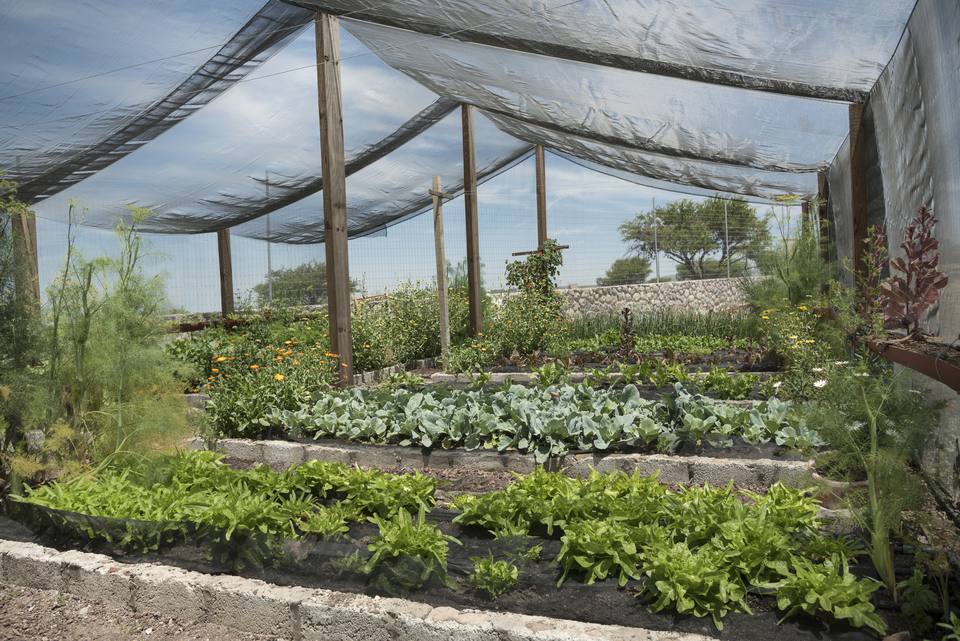 Using Shade Cloth to Protect New Shrubs From the Sun