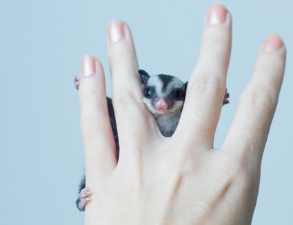 Sugar Glider Cages - Cage Size, Style, and Accessories