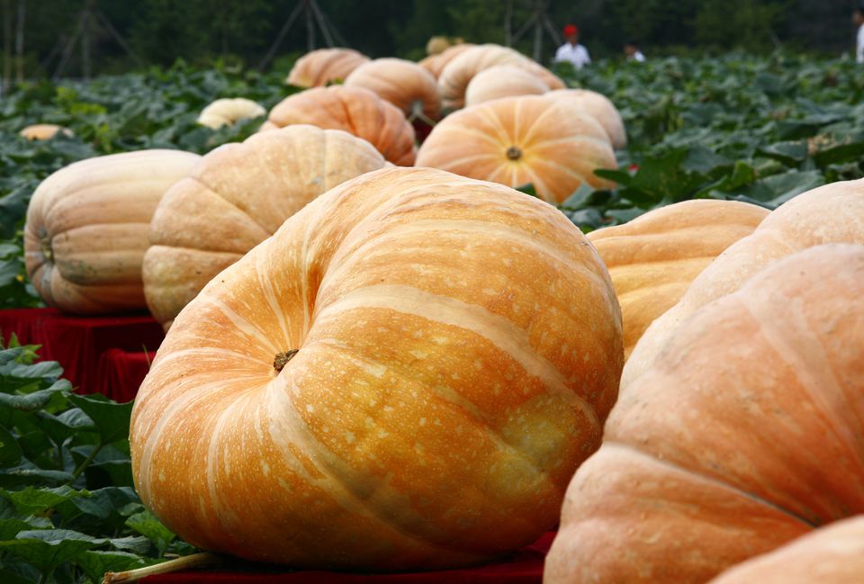 The Ultimate Guide to Pumpkin Types and Varieties