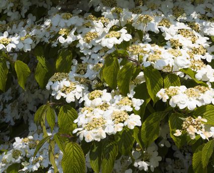 Landscape Trees and Shrubs With Purple Leaves