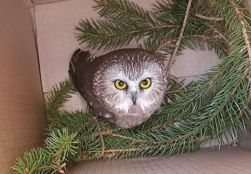 Owl Rescued from Rockefeller Center Christmas Tree