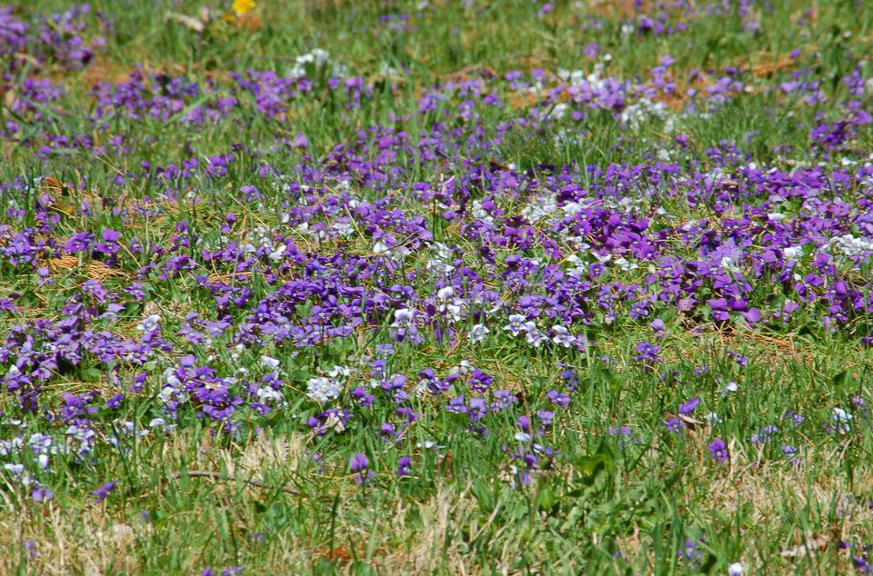 Pictures of Native Plants in New England - Identification Aids