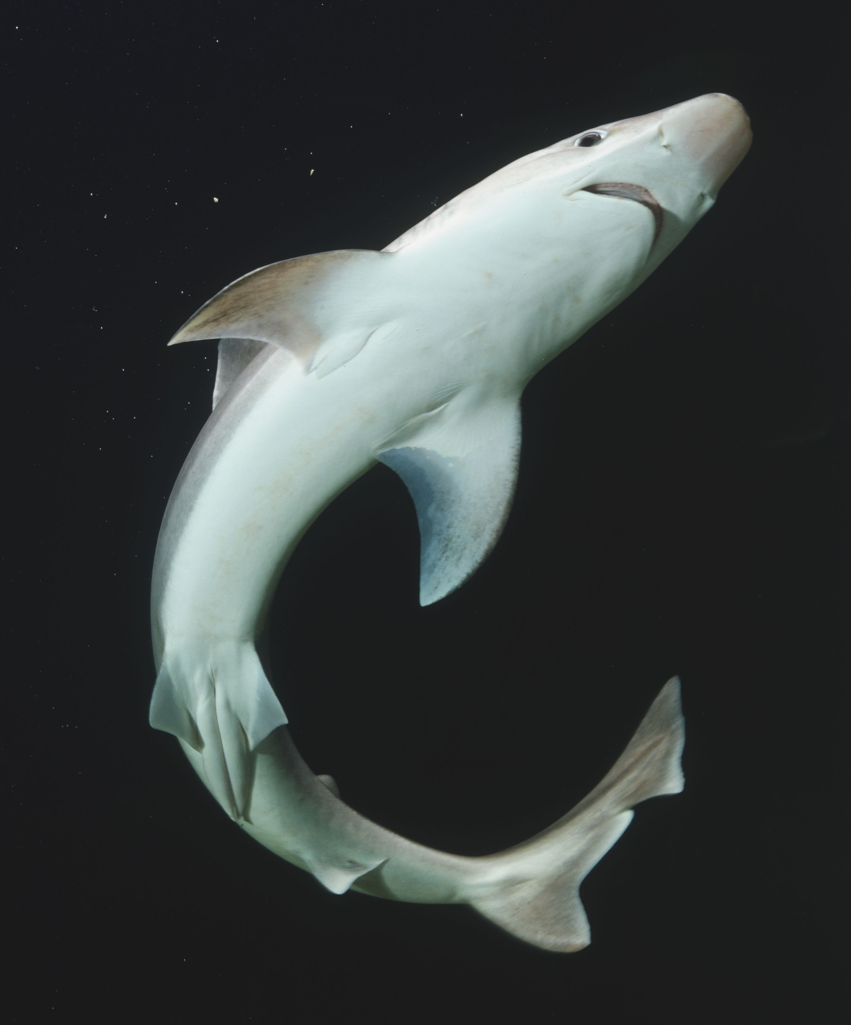 Самка белой акулы