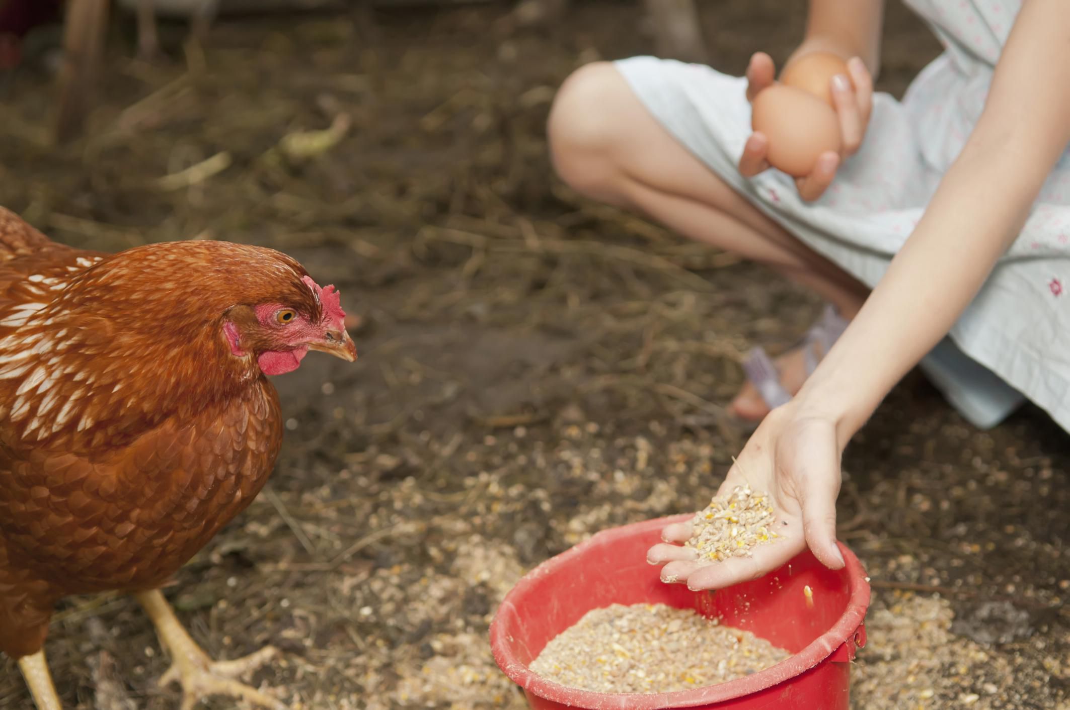 How and What to Feed Your Chickens - Feeding Hens