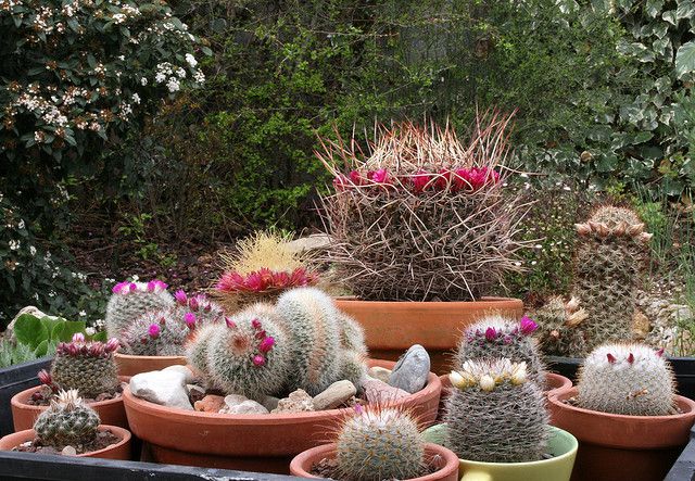 Powder Puff Cacti: Growing Mammillaria Species Cacti