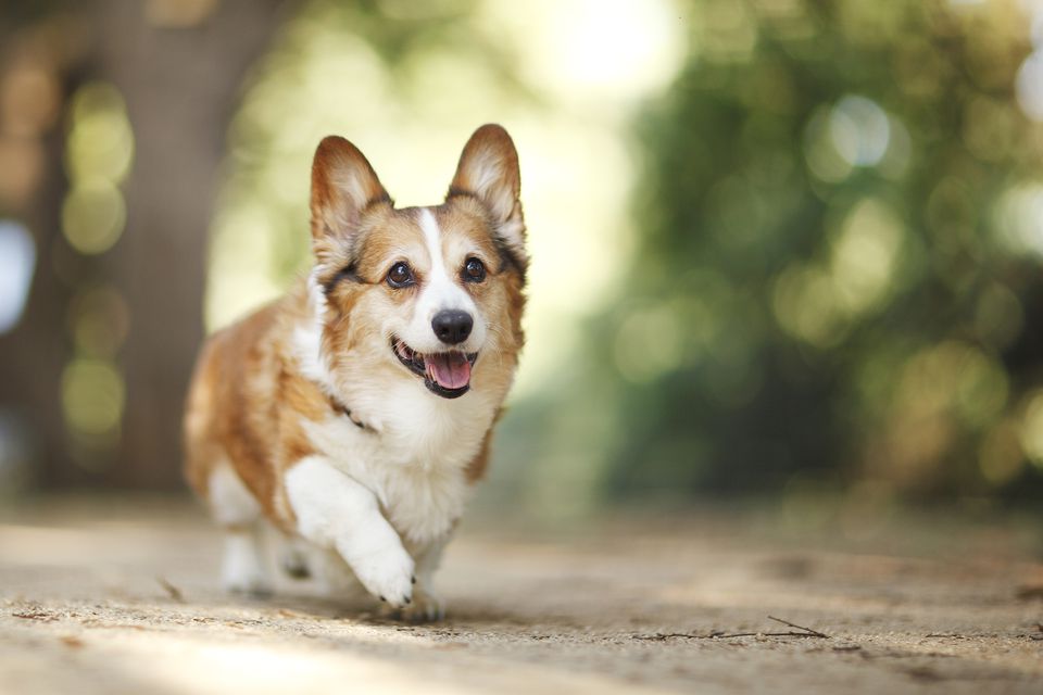 The Stages of Degenerative Myelopathy in Pets