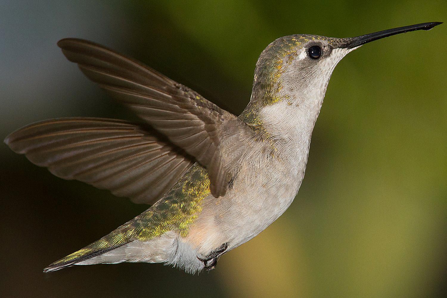 Hummingbird Wings and How Hummingbirds Fly
