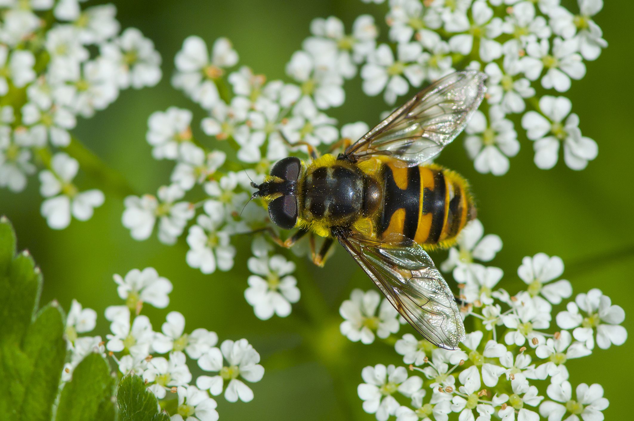 What Is Batesian Mimicry Definition And Examples