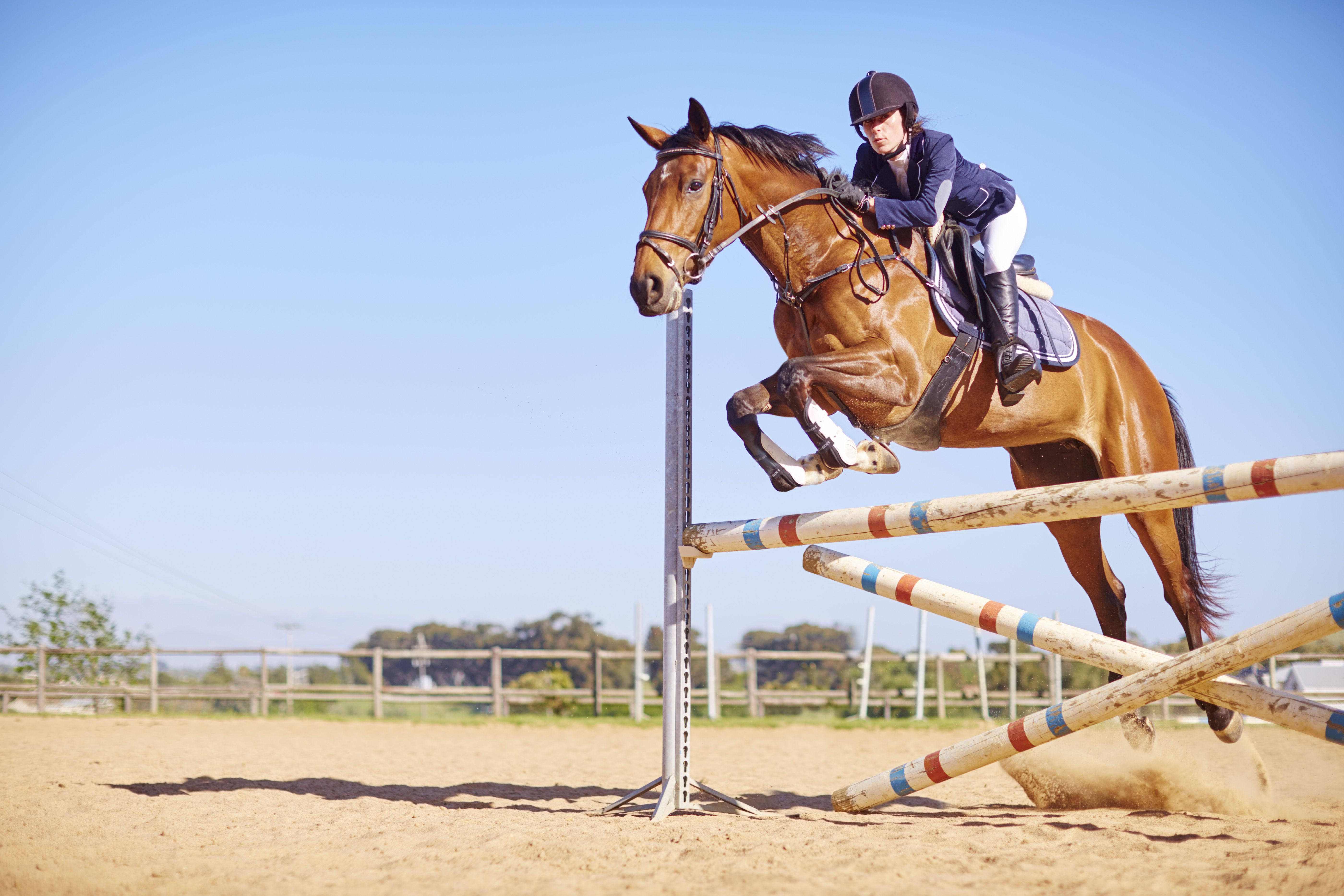 Introduction to Jumping in Horseback Riding