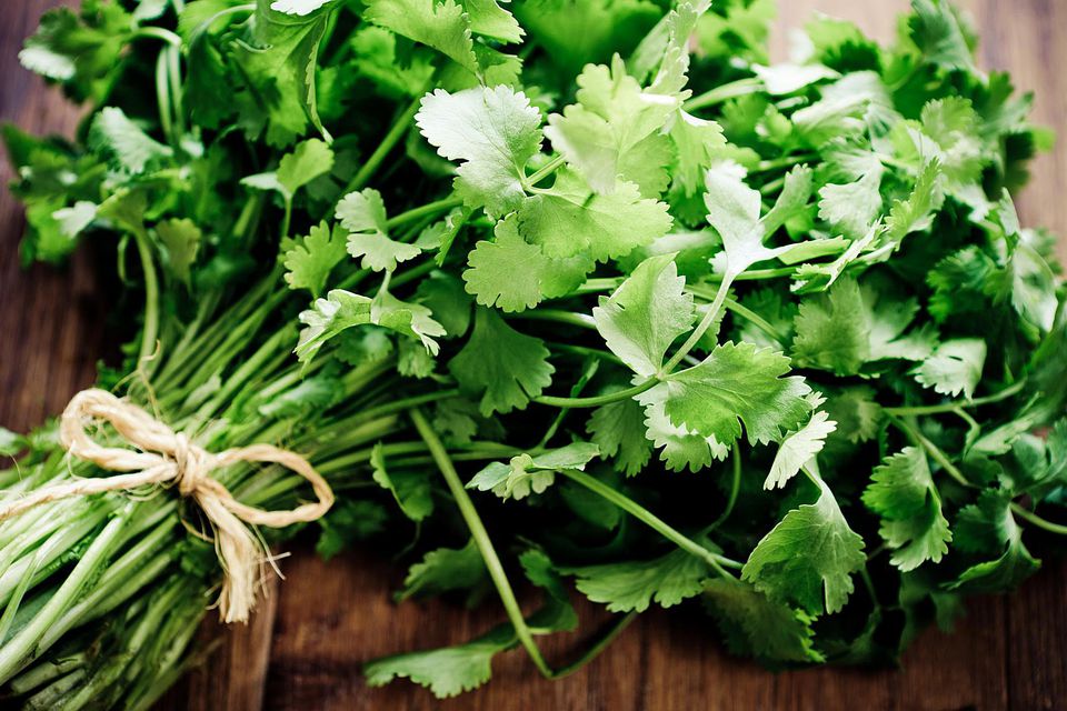 what-is-cilantro-how-to-grow-and-use-the-popular-herb