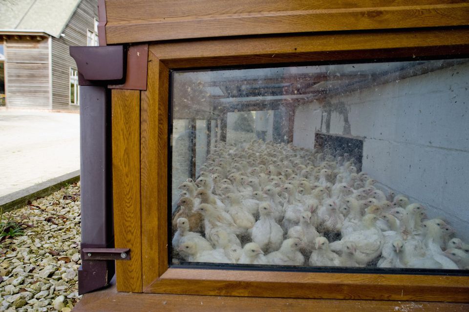 How To Use A Chicken Brooder