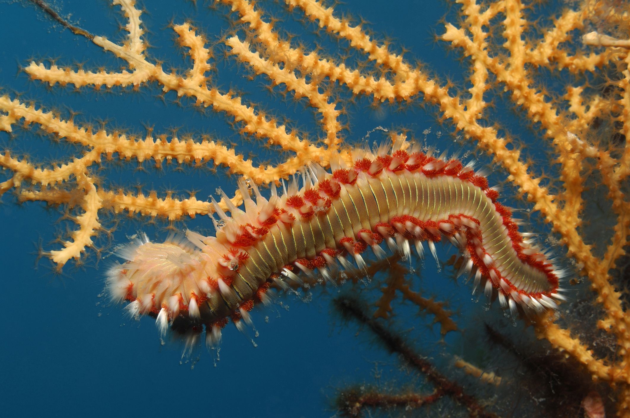 should-you-let-bristle-worms-influence-your-aquarium