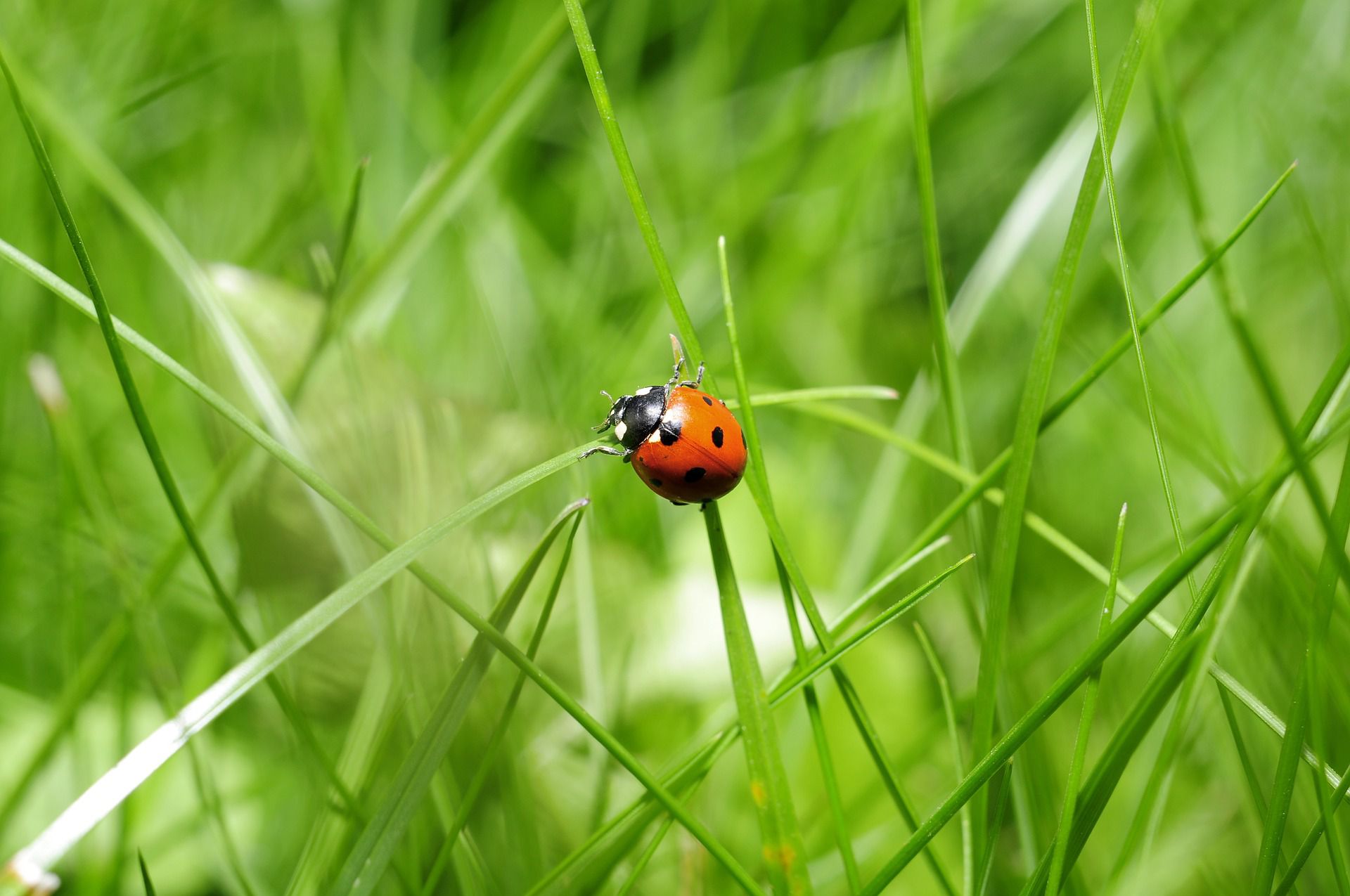 good-and-bad-ladybugs