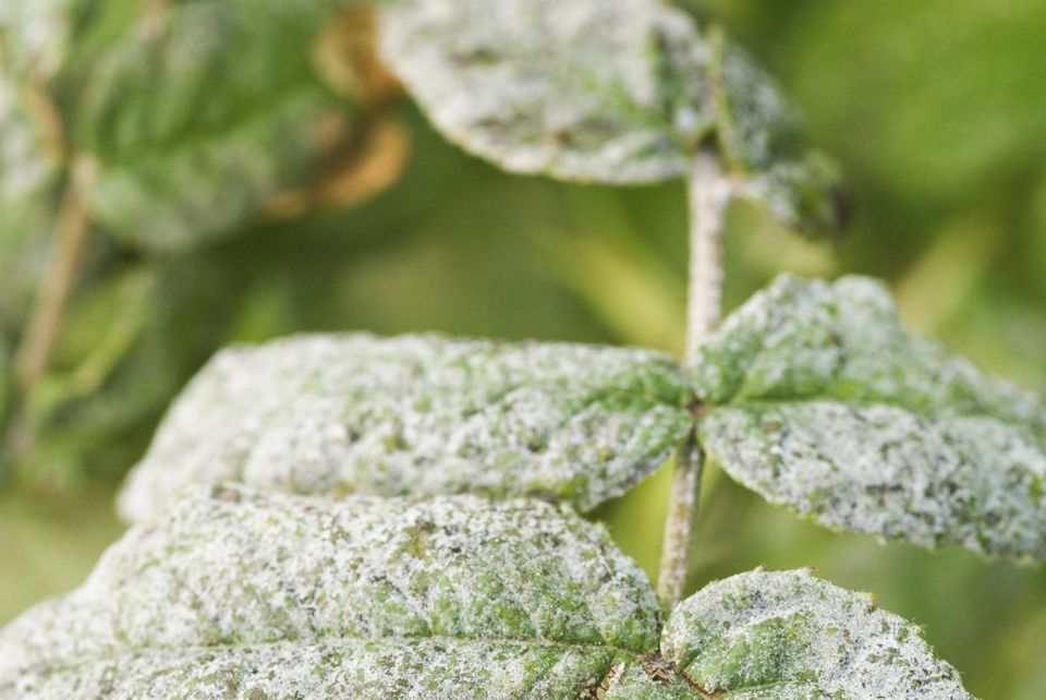baking-soda-recipe-for-controlling-mildew-on-plants