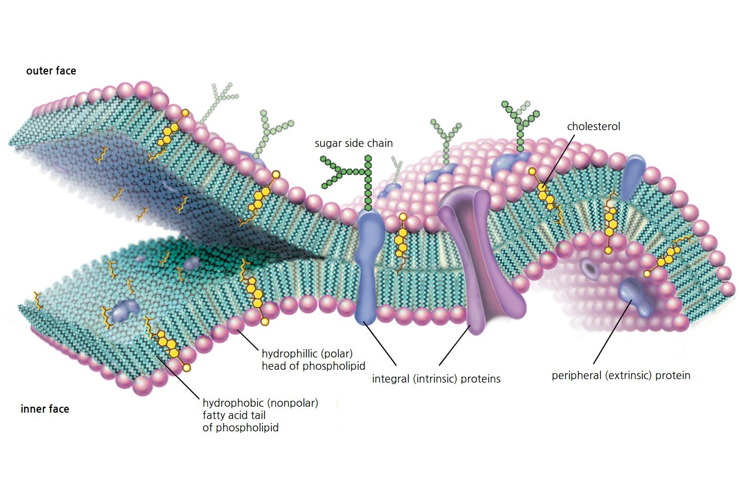 characteristics of the plasma membrane