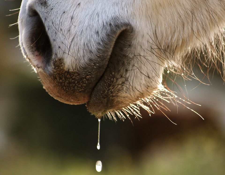 Twelve Ways Your Horse is Telling You It Needs Its Teeth Checked