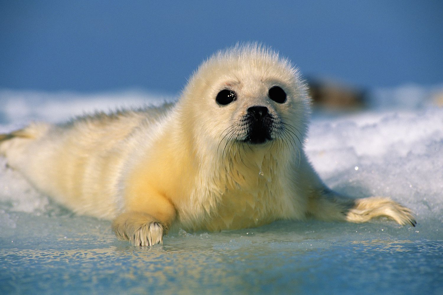 True Seals Monk Seals Bearded Seals And More