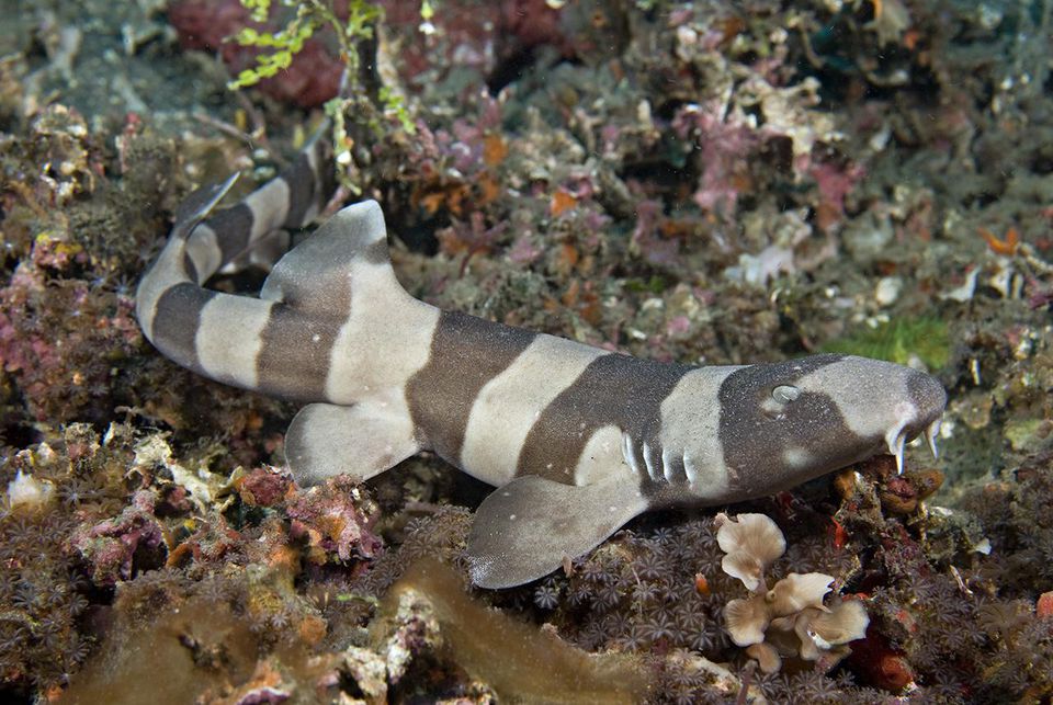 Profile of the Brownbanded Bamboo  Shark 