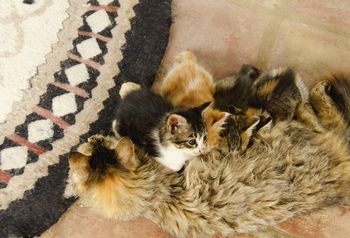 Post-Natal Care of a Cat and Her Newborn Kittens