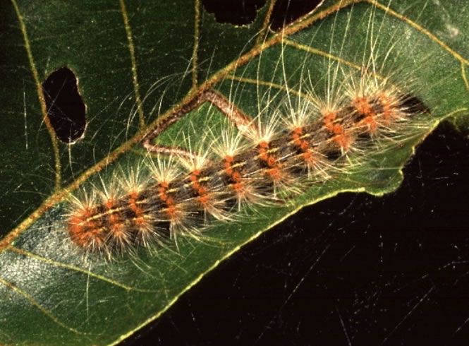 Fall Webworm Hyphantria Cunea