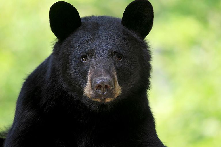 Mammals Of Rocky Mountain National Park