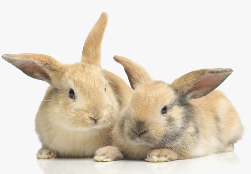 46 Rabbit Breeds To Keep As Pets - Pet Rabbits