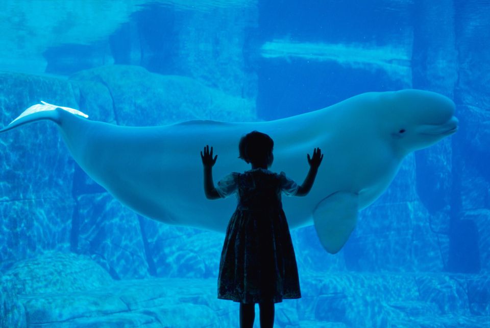 Beluga whale and girl at Vancouver Aquarium