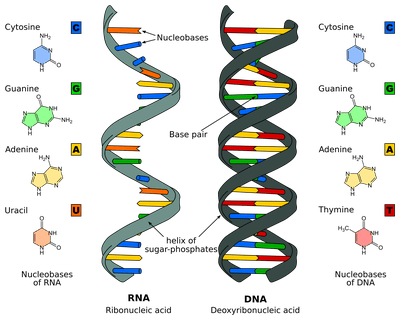 Image result for nucleic acid structure