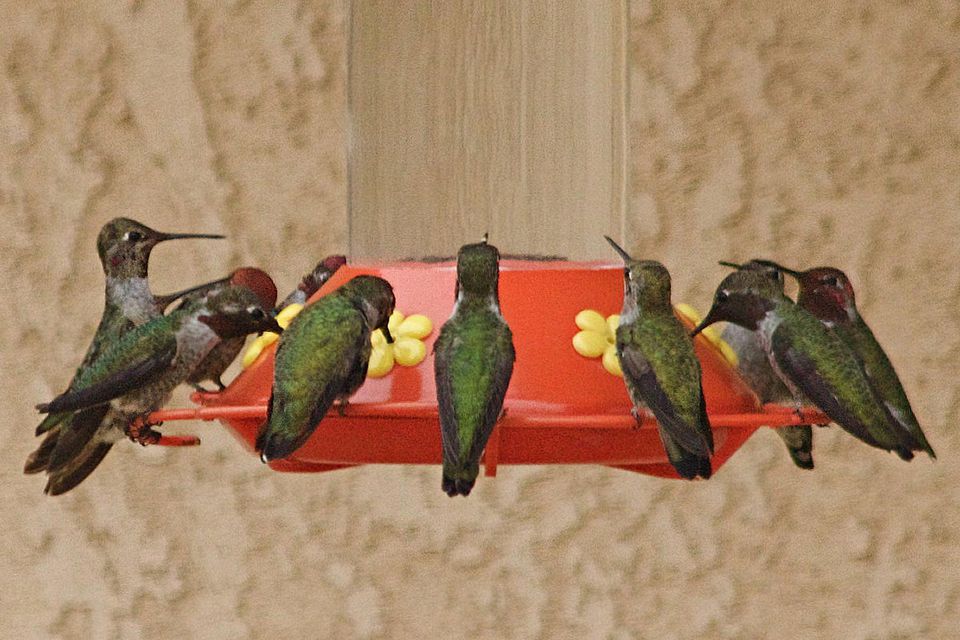 Beginning Tips for Attracting Hummingbirds