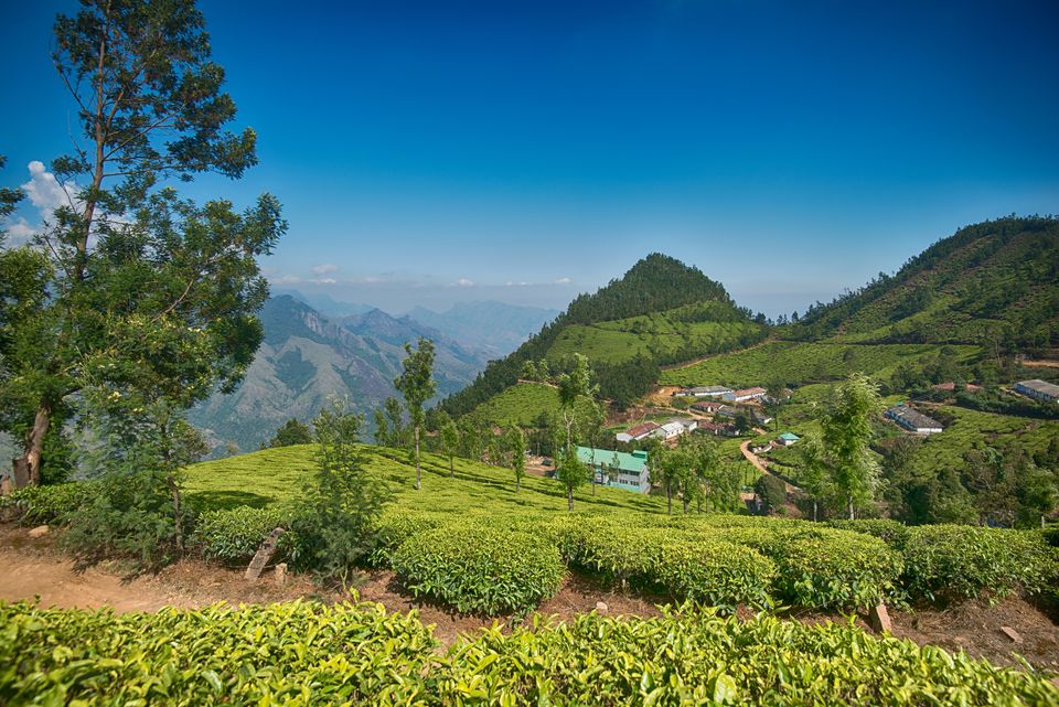 Tea Tourism: 7 Places to Visit India Tea Plantations