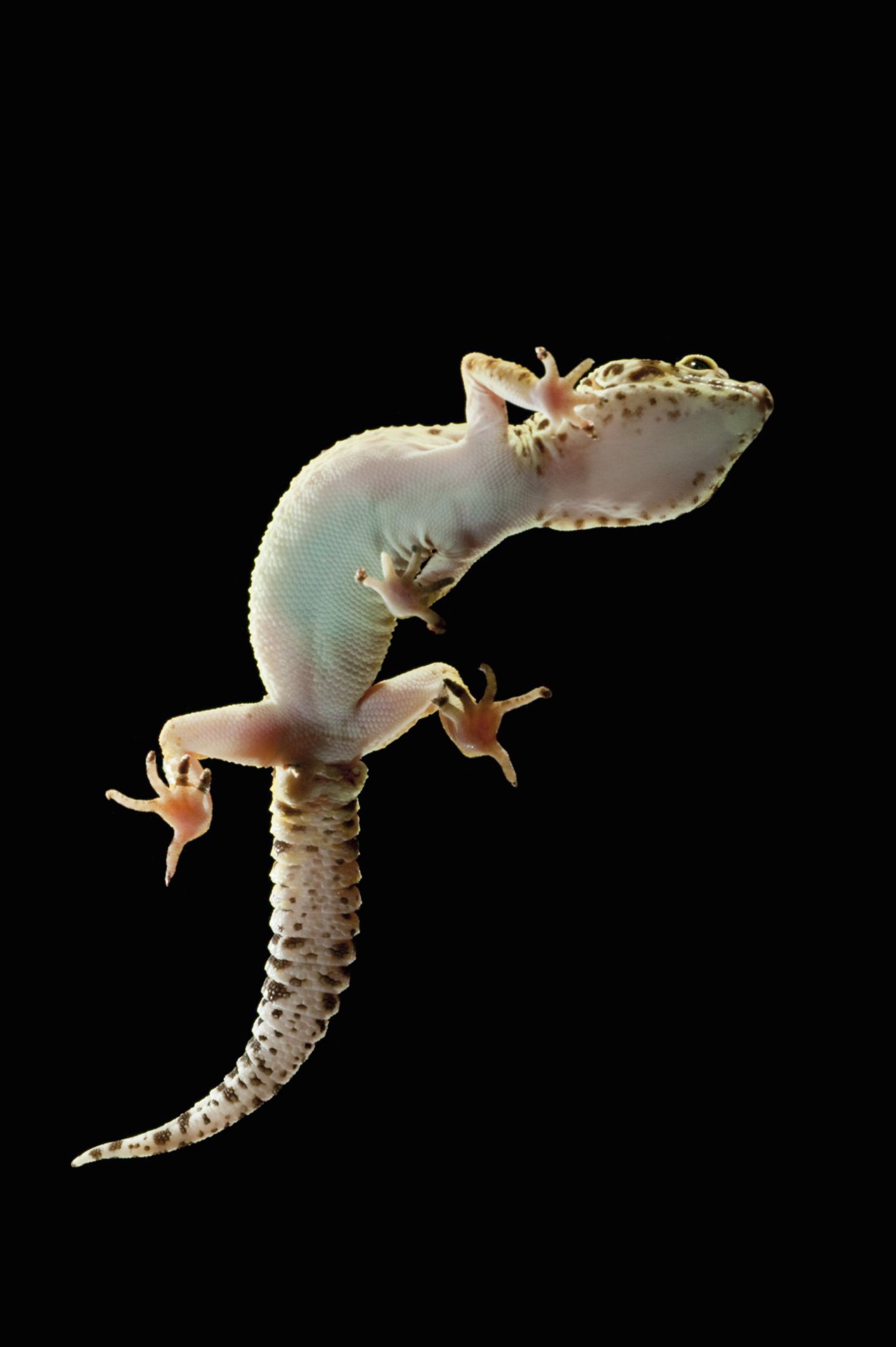 Sexing Leopard Geckos - Male And Female Leopard Geckos-2587