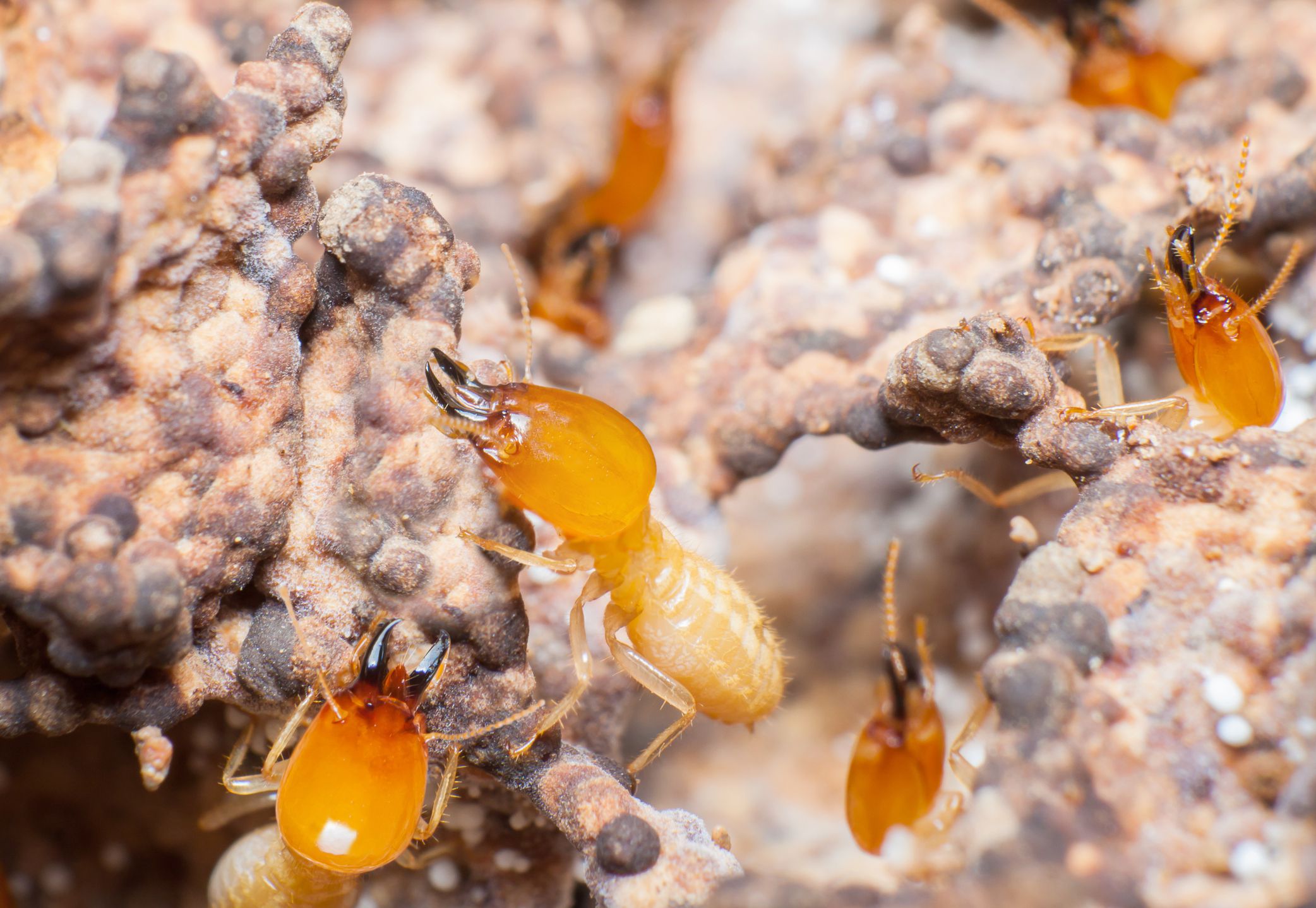 Does Using Mulch Near a House Foundation Draw Termites?