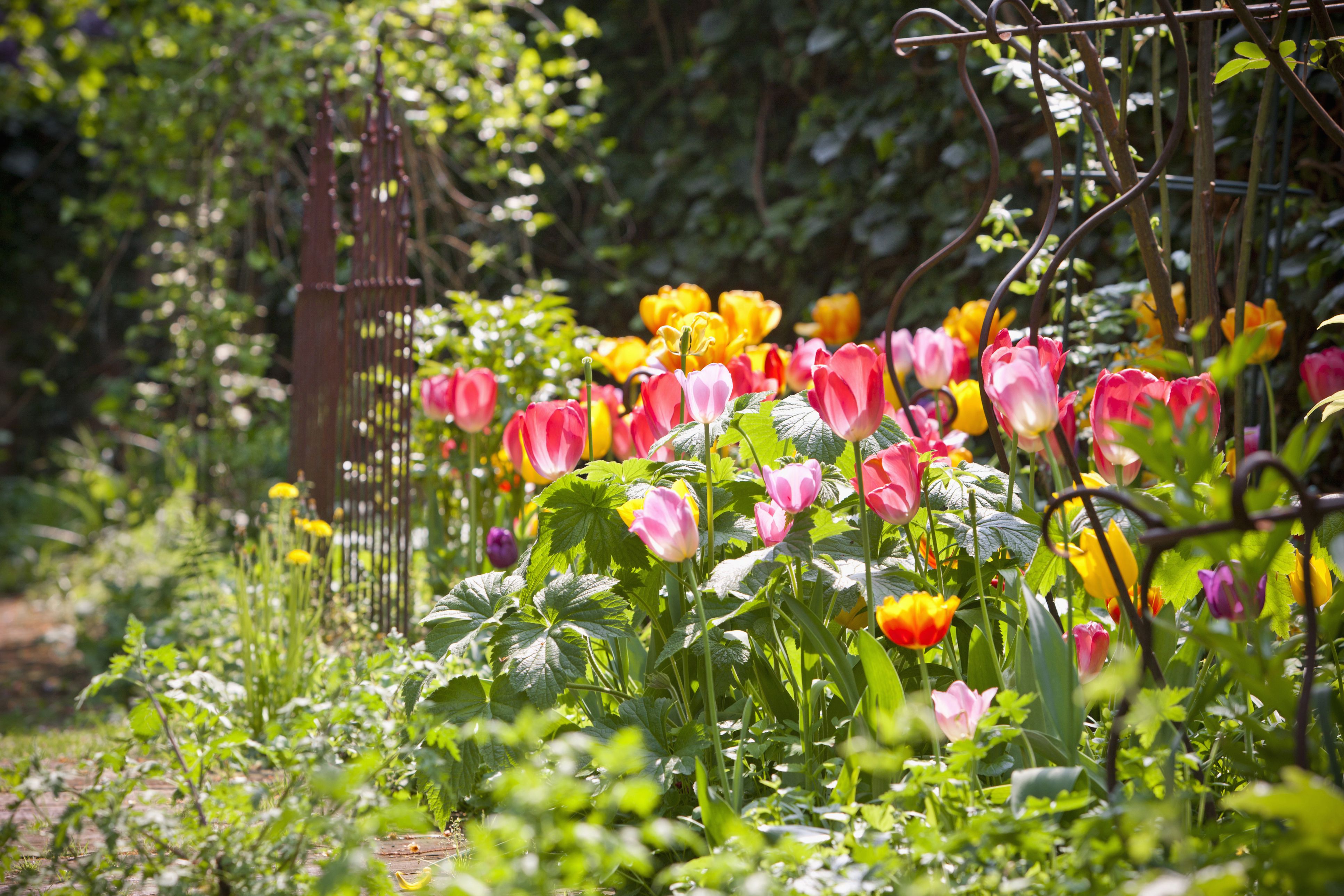 How to Grow and Care for Perennial Tulips