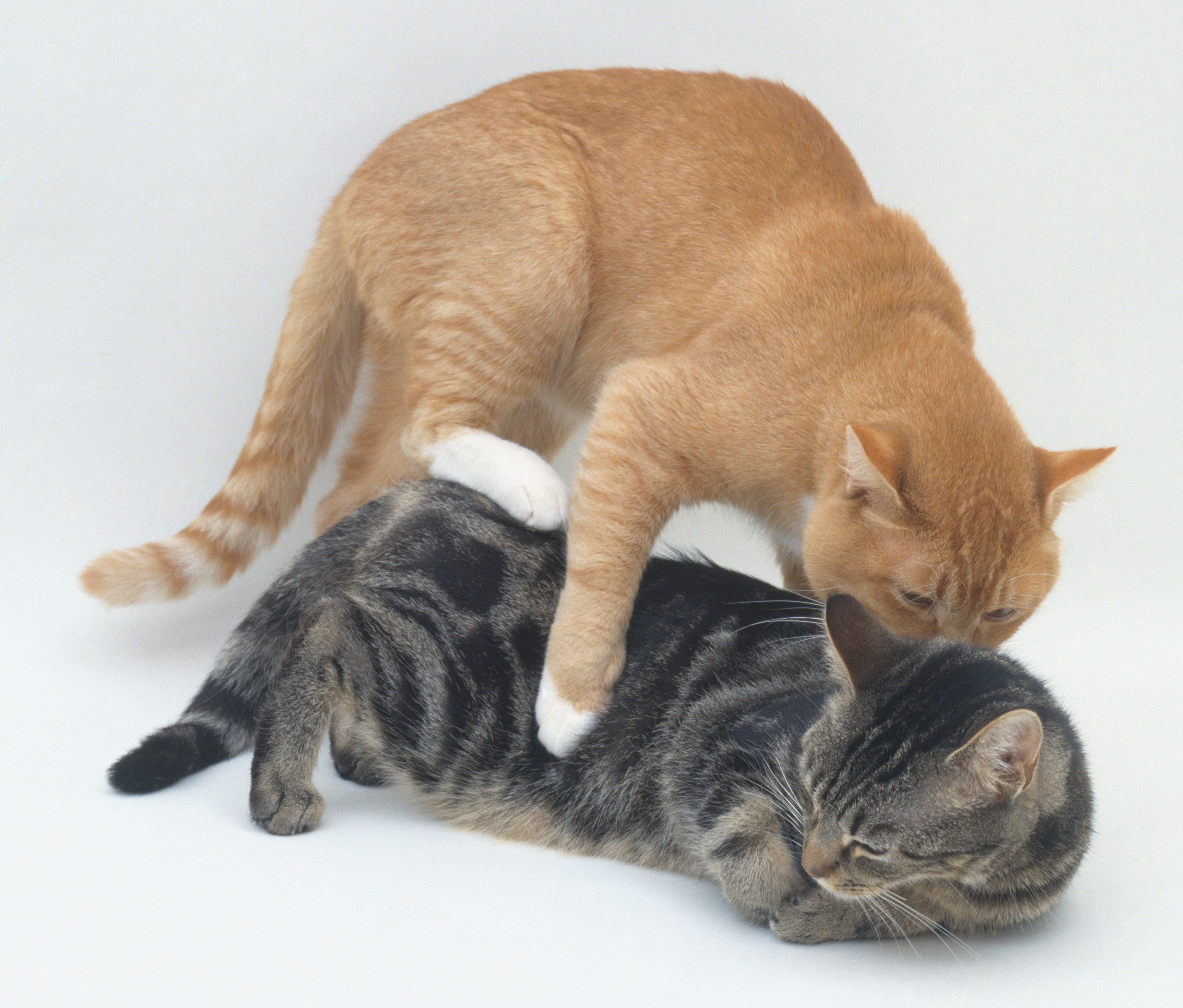 Neutered Cat Sex And Humping Behavior-2010