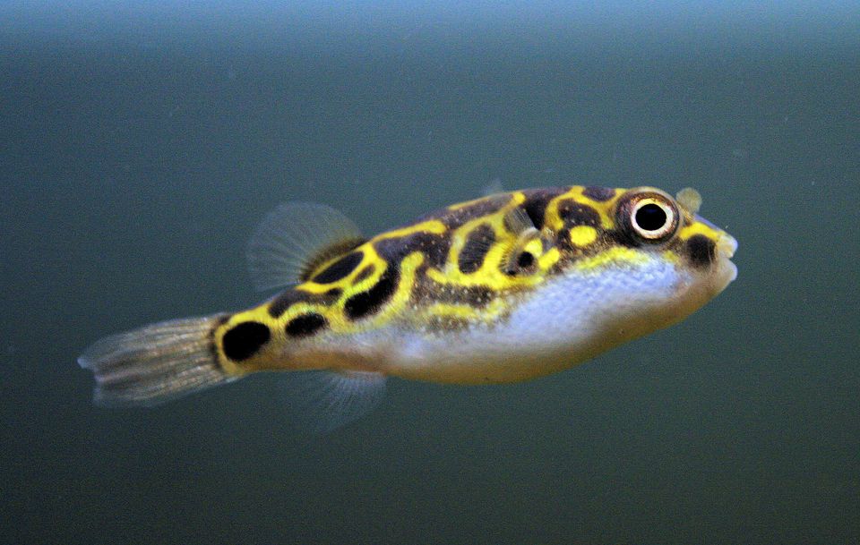 stuffed puffer fish for sale