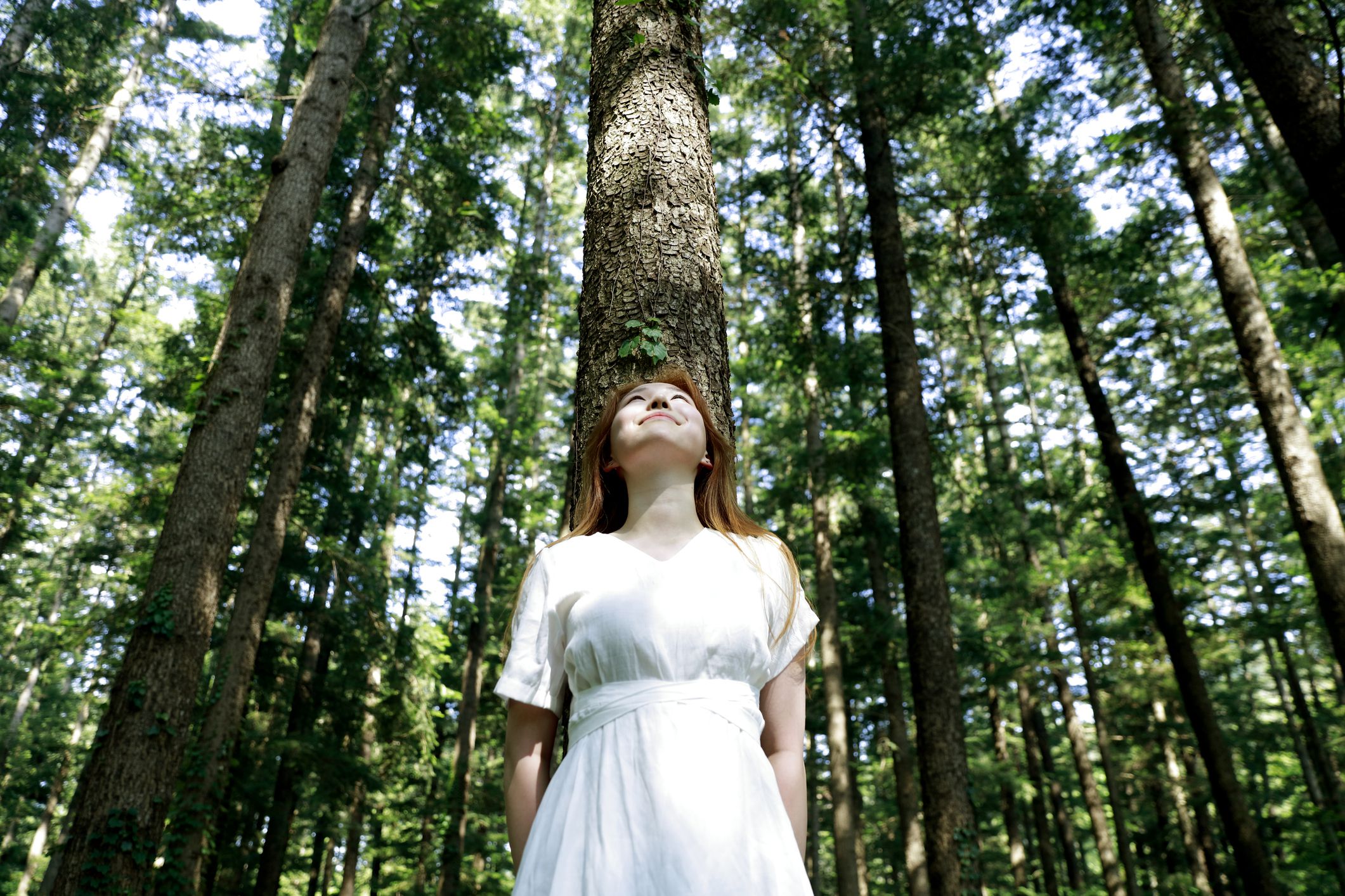 Listen to Woodlands Around the World With This Forest Soundmap