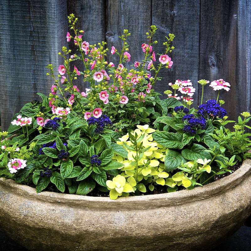 5 Pro Tips for Healthy, Beautiful Container Gardens