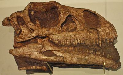 micropachycephalosaurus fossil