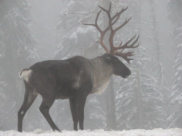 15 Animals That Live in the Taiga