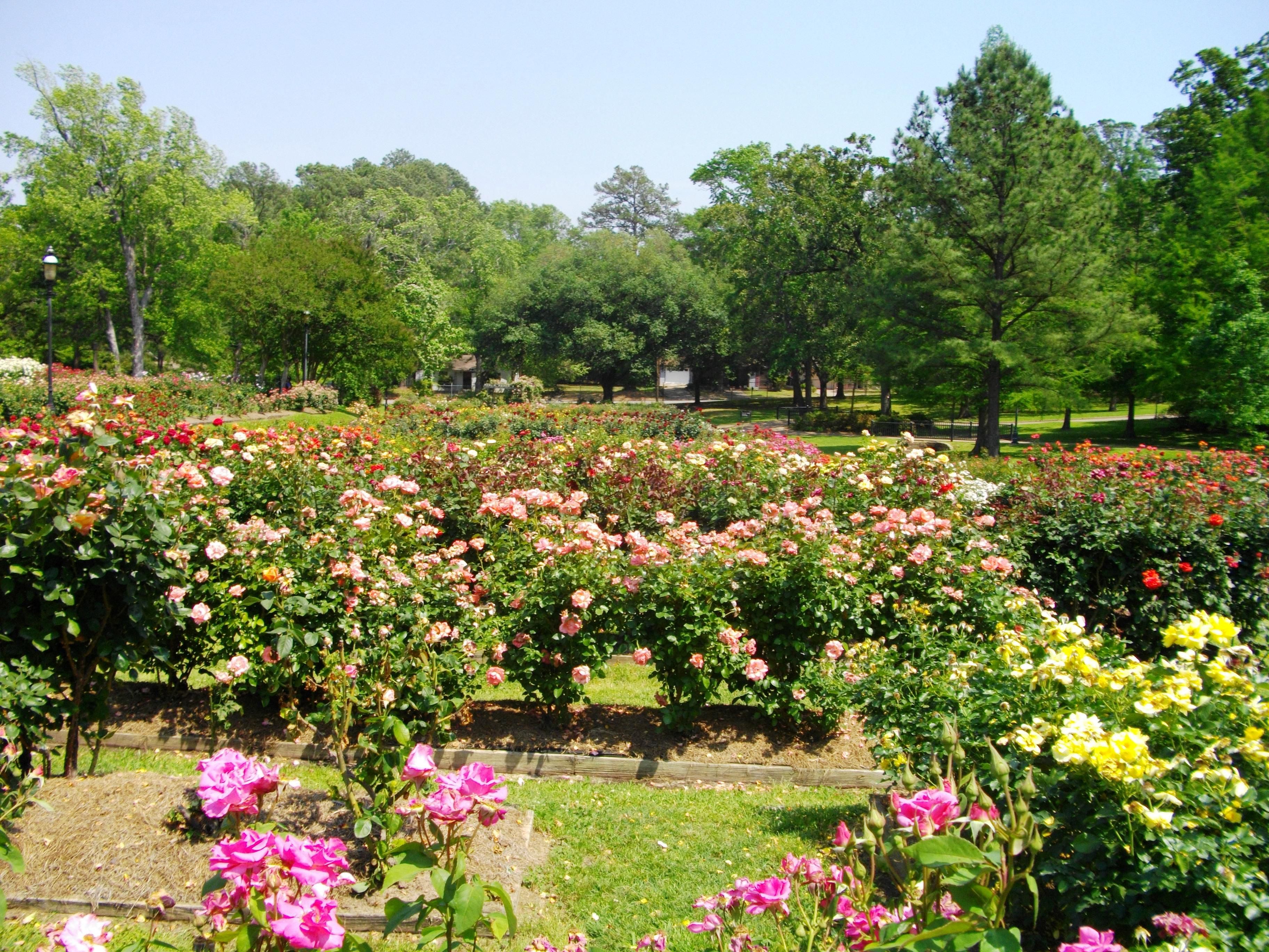 The East Texas Piney Woods Region