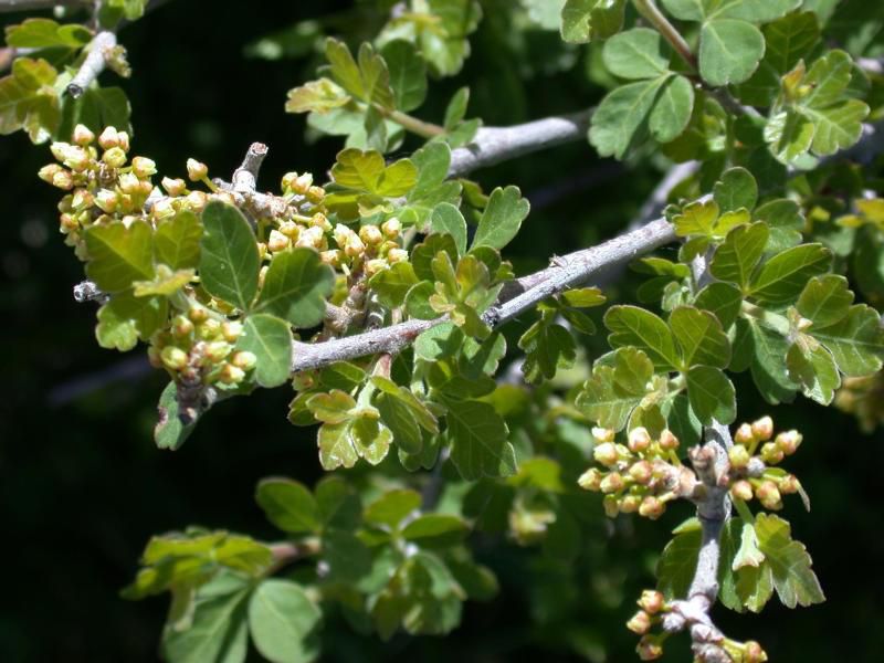 Sumac Trees and Shrubs