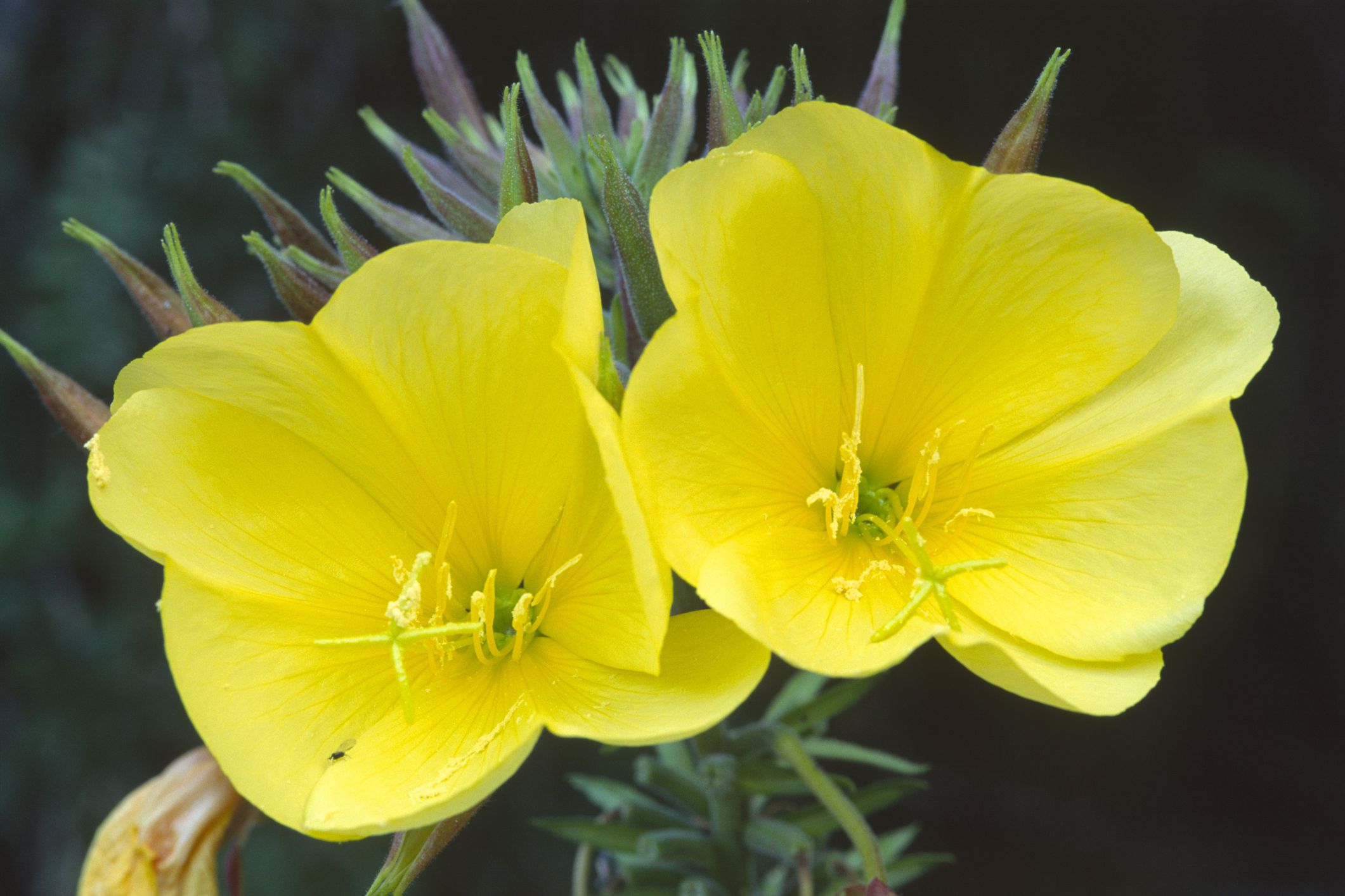 Evening Primrose Oil Benefits and Uses