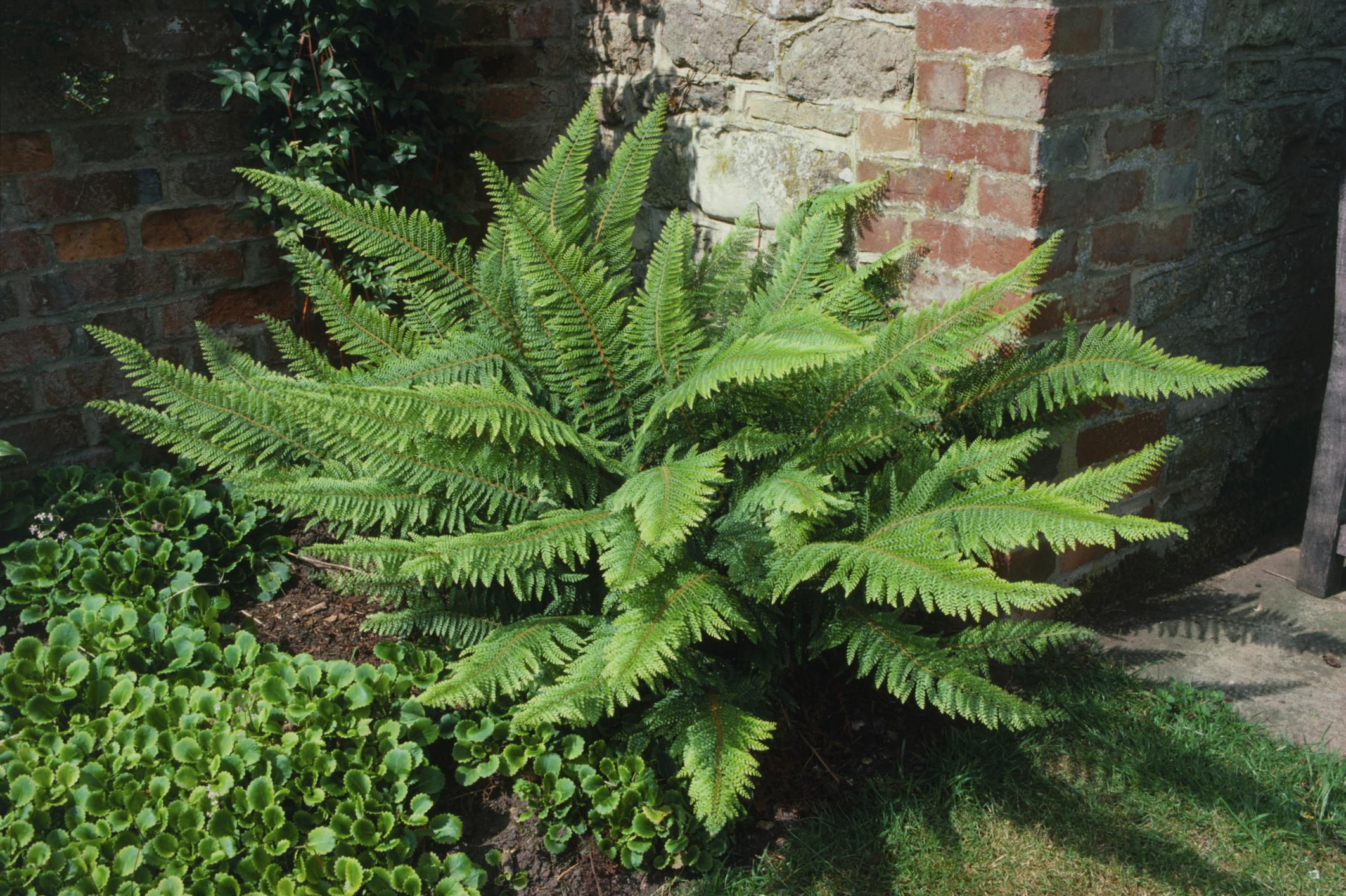 Fern Growing Tips Gardening