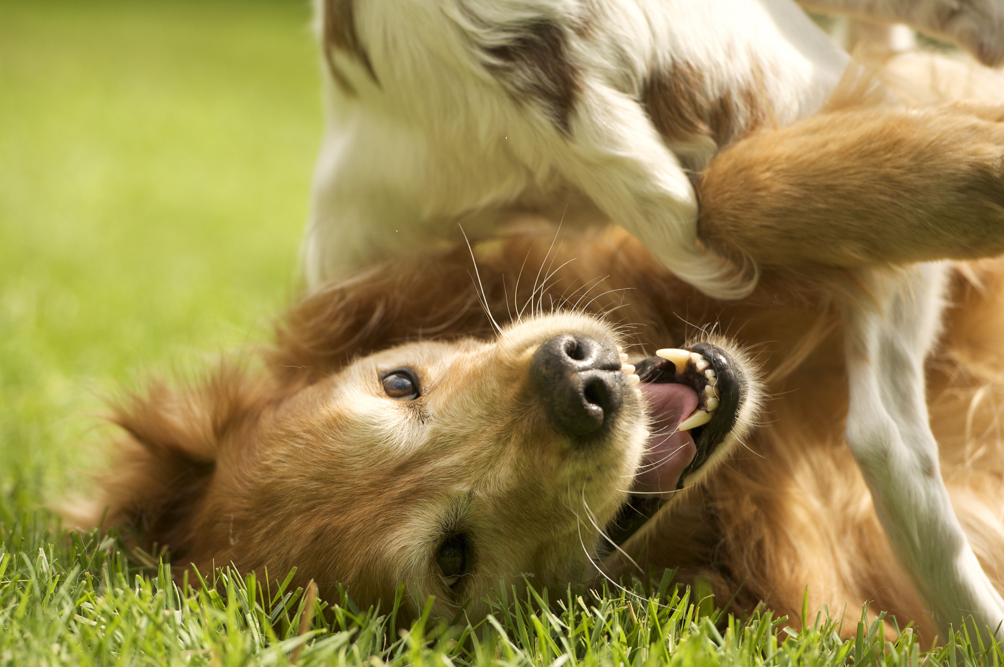 When Your Dog Is Bitten by Another Animal